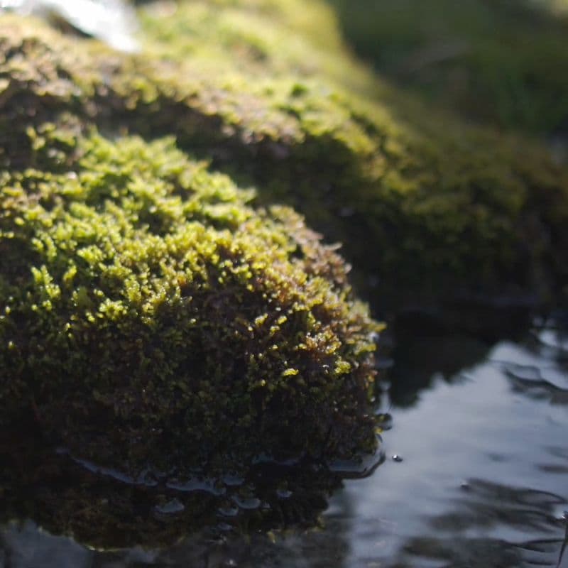 Peatland restoration